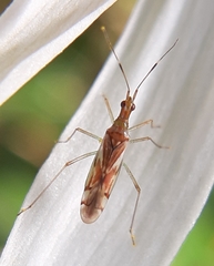 Dicyphus famelicus