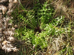Cirsium andrewsii