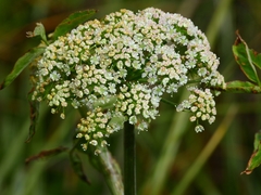 Cicuta maculata bolanderi