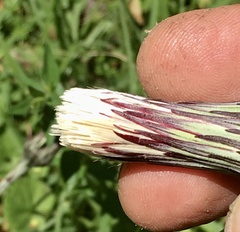 Chaptalia arechavaletae