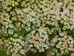 Cicuta maculata bolanderi