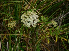 Cicuta maculata bolanderi