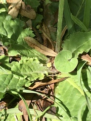 Chaptalia arechavaletae