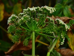 Cicuta maculata bolanderi