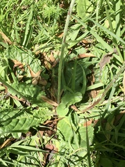 Chaptalia arechavaletae