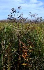 Cicuta maculata bolanderi