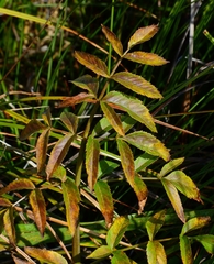 Cicuta maculata bolanderi