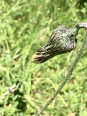 Chaptalia arechavaletae