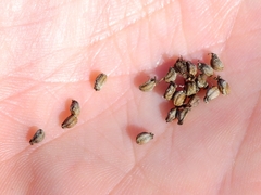 Cicuta maculata bolanderi