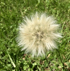 Chaptalia arechavaletae