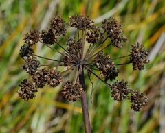 Cicuta maculata bolanderi