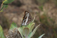 Charaxes pelias