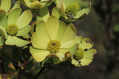 Leucadendron discolor