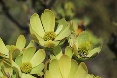 Leucadendron discolor