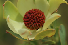 Leucadendron discolor