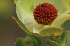 Leucadendron discolor
