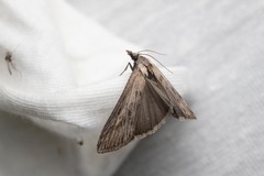 Megasis rippertella