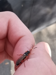 Ichneumon sarcitorius