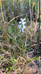 Spiranthes magnicamporum