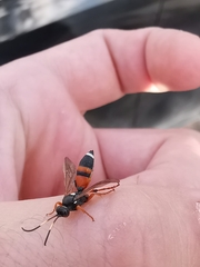 Ichneumon sarcitorius