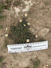 Aphanostephus skirrhobasis