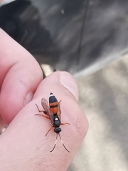 Ichneumon sarcitorius