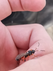 Ichneumon sarcitorius