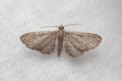 Eupithecia haworthiata