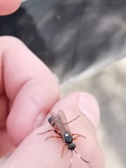 Ichneumon sarcitorius