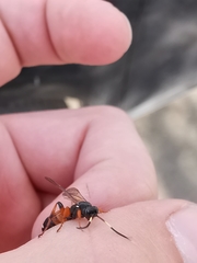 Ichneumon sarcitorius