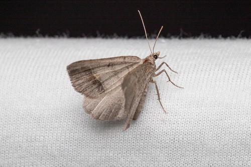Macaria artesiaria