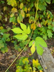 Humulus lupulus