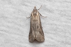 Megasis rippertella