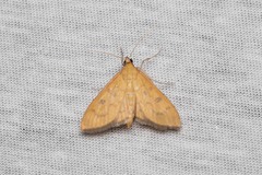 Mecyna flavalis