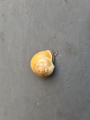 Cepaea nemoralis