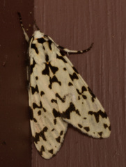 Eucereon tigrata