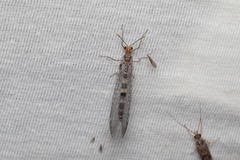 Megistopus flavicornis