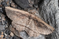Menophra nycthemeraria