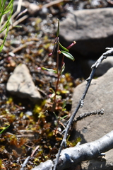Epilobium davuricum