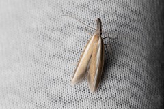 Pleurota aristella