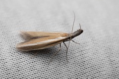 Pleurota aristella