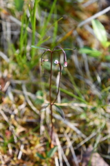 Epilobium davuricum