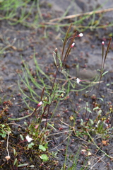 Epilobium davuricum