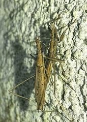 Sastrapada baerensprungi