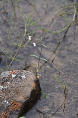 Epilobium davuricum