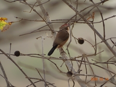 Estrilda troglodytes