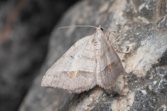 Macaria artesiaria