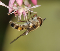Betasyrphus adligatus