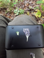 Gentiana austromontana