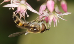 Betasyrphus adligatus
